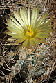 Astrophytum crassispinoides