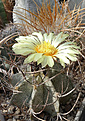 Astrophytum capricorne v.niveum Cuatrocienegas