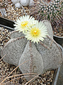 Astrophytum myriostigma