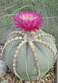 Astrophytum asterias "Red"