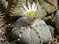 Astrophytum asterias