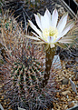 Echinopsis melanopotamica