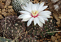 Gymnocalycium mesopotamicum