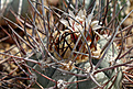 Gymnocalycium armatum