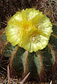 Eriocactus magnificus