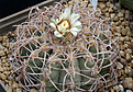 Gymnocalycium castellanosii v.armillatum