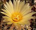 Coryphantha retusa SB546