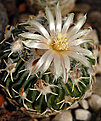 Stenocactus Spec