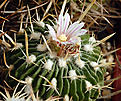 Stenocactus Spec