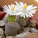 Lithops  turbiniformis v. marginata