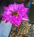 Echinocereus bristolii pseudopectinatus SB463