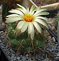 Coryphantha sp. Gyanojuate