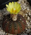 Frailea asteroides