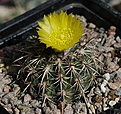 Islaya copiapoides