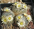 Mammillaria duwei