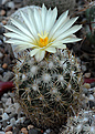 Coryphantha delaetiana  SB 339