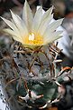 Turbinicarpus flaviflorus TEG13001