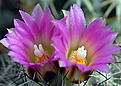 Coryphantha  pusilliflora