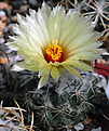 Coryphantha  pallida