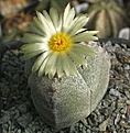 Astrophytum myriostigma tricostatum