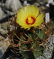 Astrophytum senile aureum Sierra de la Paila