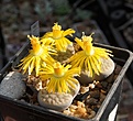 Lithops kunjasensis