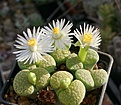 Lithops fulviceps cv.Aurea C 363