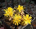 Lithops bromfieldii  v.insularis