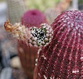 Echinocereus rigidissimus rubispinus L088