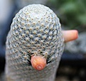 Mammillaria herrerae albiflora