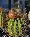 Trichocereus hybr 'Orange Candy'