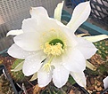 Echinopsis mamillosa bermejoensis WR 799