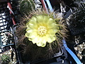 Eriocactus warasii