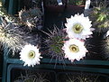 Echinopsis chacoana