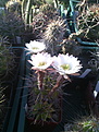 Echinopsis chacoana