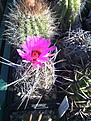 Thelocactus bicolor