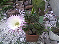 Echinopsis sp.