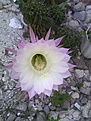 Echinopsis sp.