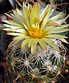 Coryphantha cornifera.