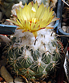 Coryphantha pallida subsp. calipensis