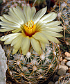 Coryphantha cornifera.subsp. radians