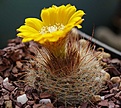 Parodia herzogii ZJ 214