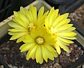 Parodia cardenasii