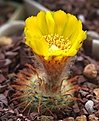 Parodia mutabilis