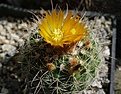 Parodia procera