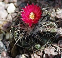 Parodia occulta