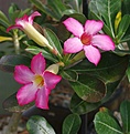 Adenium 	arabicum cv