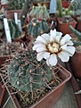 Gimnocalycium со старой коллекции, без подвида.