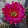 Echinopsis hyb "Serape"