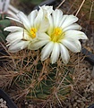 Thelocactus bicolor 'albiflorus'